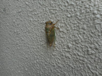 DSCN7379