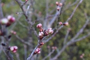 桜 桜